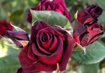 Роза черная «Black Baccara» (поштучно) купить с доставкой в СПб