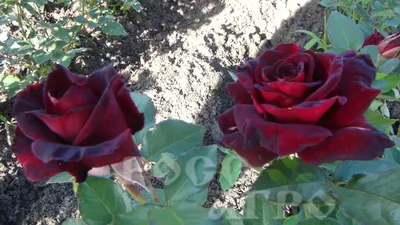 Rosa Black Baccara - Verde-Commerce