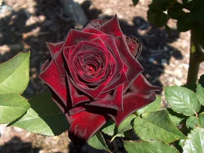 Роза сорта Блэк Баккара - Цветочная мастерская Ангаж