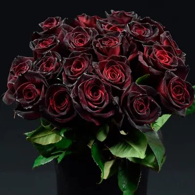 Rosa 'Black baccara' Rose Stock Photo - Alamy