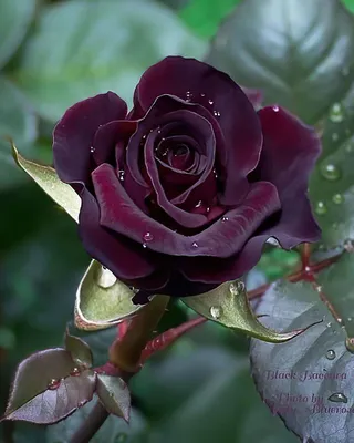 Роза Блэк Баккара (Black Baccara), цена в Перми от компании Питомник  Созоновых