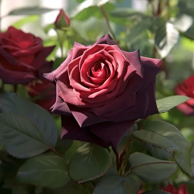 Black Baccara Rose (Black Rose, Black pepper, Tuscan Blood Orange, Ton –  Siren Song Elixirs