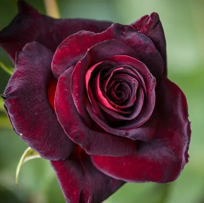 Rosa Black Baccara - Fincas de rosas