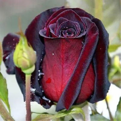 Beautiful Rare Black Baccara | Beautiful rose flowers, Amazing flowers,  Beautiful flowers pictures