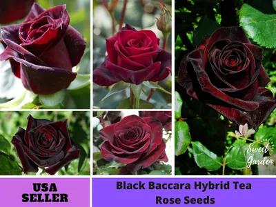 rose black baccara | Dreisbach Wholesale Florists