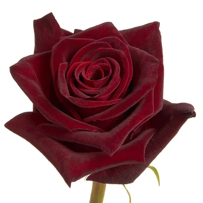Букет 101 роза местная \"Блек Баккара\" - купить с доставкой от ElitBuket