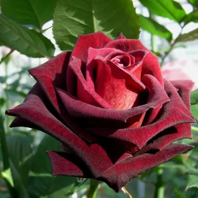 Rose Baccara | Somptueuse | Paris | Fleurs de Prestige