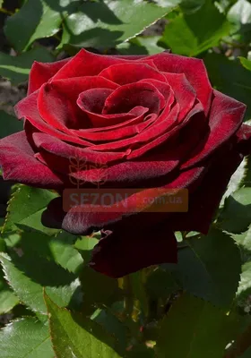 Rosa x / Rose 'Black Baccara' Stock Photo | Adobe Stock