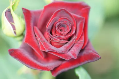 Роза «Black Baccara» цена 4 290 грн купить букет с доставкой по Львову -  Kvitna - Роза Бордовый, Черний