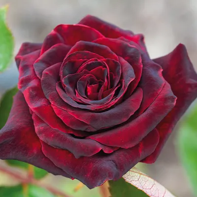 Black Baccara Hybrid Rare Rose Seeds perennial authentic Seeds-flowers  organic. Non Gmo-mix Seeds for Plant-b3g11050 - Etsy Israel