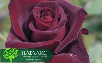 Rose Black Baccara Red 50 cm - FMI Farms