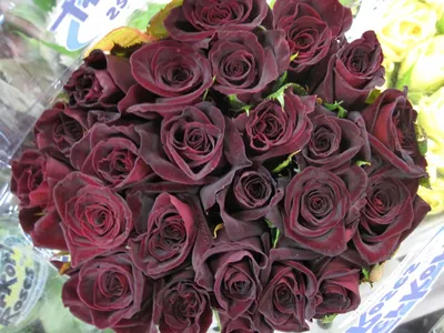 Black Baccara Rose | Black cherry flowers, Gothic flowers, Goth garden