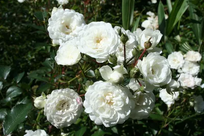 Саженцы розы шраб Сноу Балет (Snow Ballet) купить в Москве по цене от 1 800  до 3060 руб. - питомник растений Элитный Сад