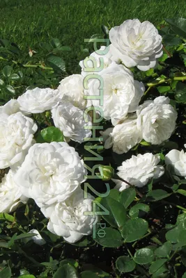 Букет Балет цветов» с герберами, хризантемами и розами - купить в  Хабаровске за 4 860 руб