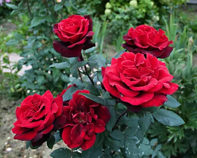 Роза 'Баркароле' (чайно-гибридная) (темно красная) купить по цене 2.900,00  руб. руб. в Москве в садовом центре Южный