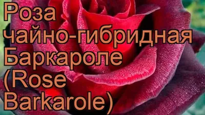 Саженцы розы баркароле купить в Москве по цене от 690 рублей