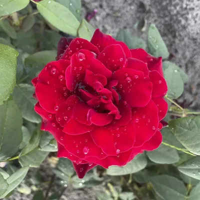 Роза Баркароле Barkarole ЧГ | Flowers, Plants, Rose