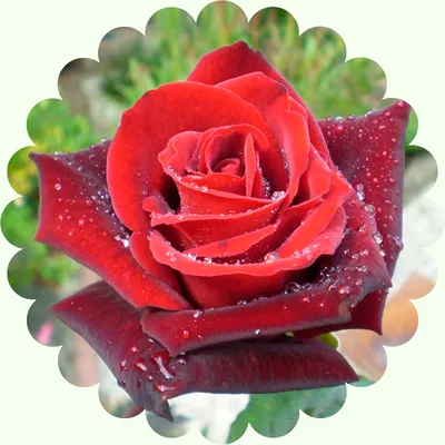 Баркароле (чайно-гибридная), роза Тантау, Германия (ID#172715835), цена: 59  руб., купить на Deal.by