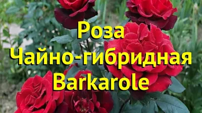 Розы из \"Гаршинки\"- ожидание VS реальность. Баркароле | Море у дачи | Дзен