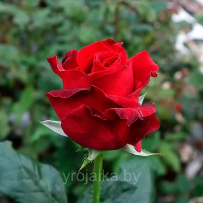 Роза Кофе Брейк ЧГ | Flowers, Plants, Rose