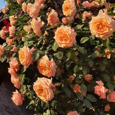 Роза Барок (Barock) – Растения 26