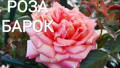 Роза плетистая Барок – купить в питомнике Дирижер Сада