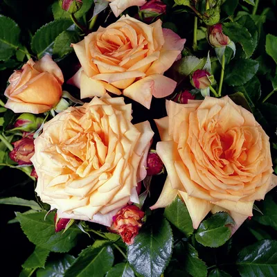 Magazinflora - Барок, выращенная в Германии. Именно её чаще всего разводят  русские садоводы. Роза Барок (Barock) — что это за сорт, история создания  Представленная разновидность относится к классу climber. Неплохо растёт  цветок