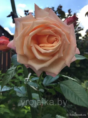 Photo of the bloom of Rose (Rosa 'Barock') posted by MargieNY - Garden.org