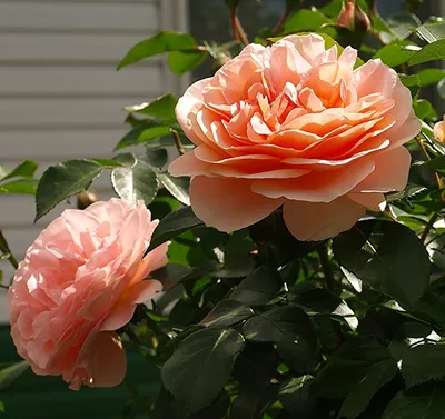 Роза Барок (плетистая, розов)