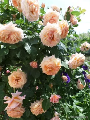 Роза плетистая Барок – купить в питомнике Дирижер Сада