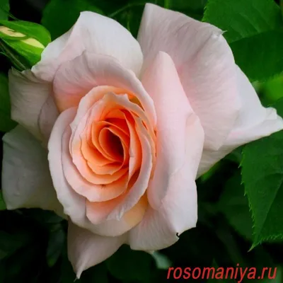 Плетистая Роза Барок - великолепная ностальгическая роза,с пышными цветками  и приятным сладковато-пряным, насыщенным.. | ВКонтакте