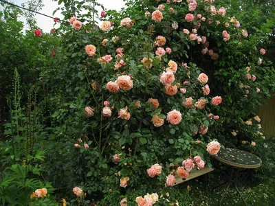 Роза «Барок»