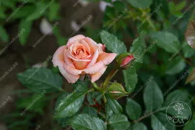 Роза плетистая Барок Rose climbing Barock - купить саженцы роз с доставкой  по Украине в магазине Добродар