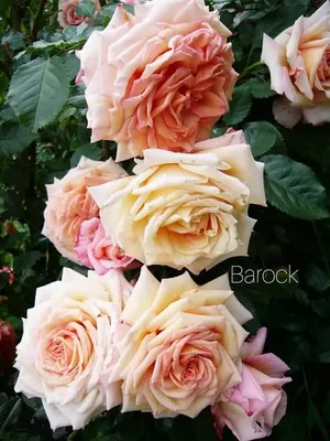 Роза Барок (Barock). Царица моего сада. | Записки розовода-любителя | Дзен