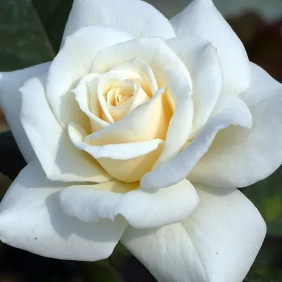 Роза белый лебедь - 66 фото