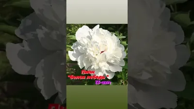 Белая роза 5D Полный дрель Алмазная картина по номерам Круглый горный  хрусталь Вышивка крестиком Алмазный декор – купить по низким ценам в  интернет-магазине Joom