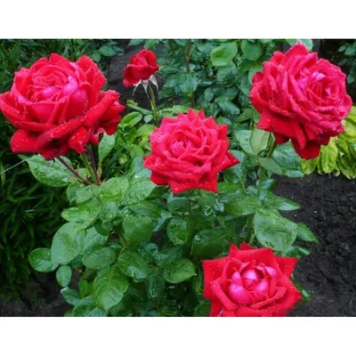 Большая брошь цветок роза белая 001 Milotto 166898585 купить за 2 128 ₽ в  интернет-магазине Wildberries