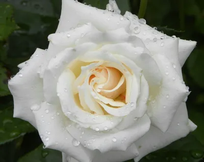 Принцесса Лебедь: 41 белая роза в шляпной коробке по цене 8435 ₽ - купить в  RoseMarkt с доставкой по Санкт-Петербургу