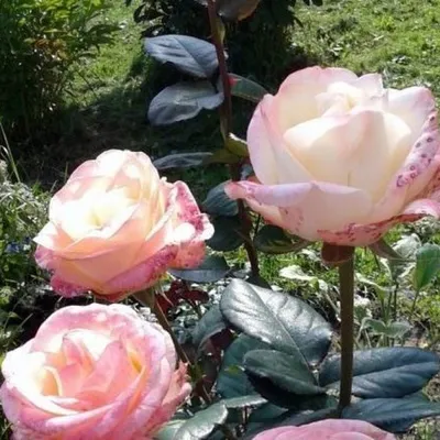 Троянда Чайно-гібридна Белла Перла /Belle Perle, Контейнер 4 Л — Купить на  BIGL.UA ᐉ Удобная Доставка (1851446889)