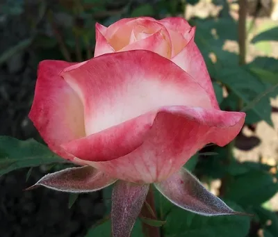 Роза Белла Перла (Belle Perle), чайно-гибридная