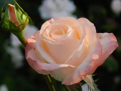 Роза белла перла фото фотографии