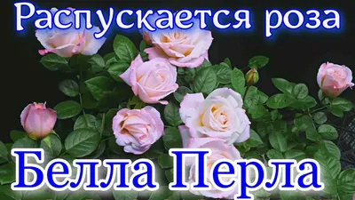 Роза Белла Перл купить по цене 330₽ за 1 шт. в Москве в интернет-магазине  «Посадика»