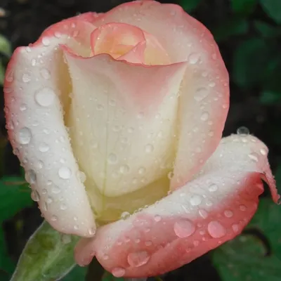Саженцы розы белла перл купить в Москве по цене от 690 рублей