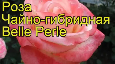 Белла Перла роза чайно-гибридная - необычная двуцветная