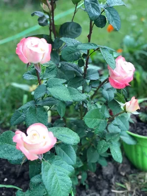 Роза сорта Ла-перла - «Ещё один необычный сорт роз» | отзывы