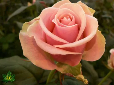 Роза чайно-гибридная Дольче Вита/ Dolce Vita (Lex Voom) - «Нежная красотка  розария.» | отзывы