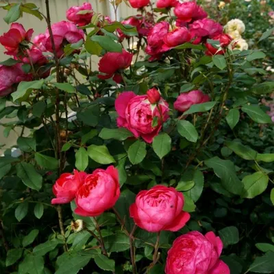 Роза кустовая Benjamin Britten (Бенджамин Бриттен) (корнесобственная)  купить саженцы почтой из питомника «АГРОФОНД»