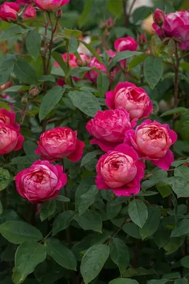 Честно о моих розах: Benjamin Britten/Бенджамин Бриттен | Записки  розовода-любителя | Дзен