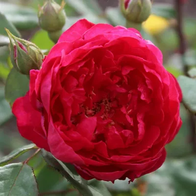Бенжамин Бриттен необычная английская роза