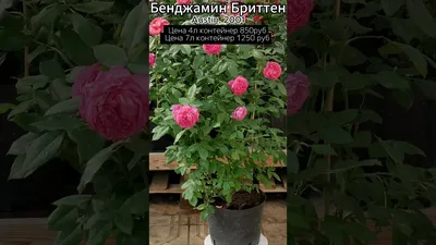 Rosa 'Benjamin Britten' — Википедия